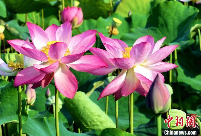 賭博：湖北南漳夏日荷花別樣美